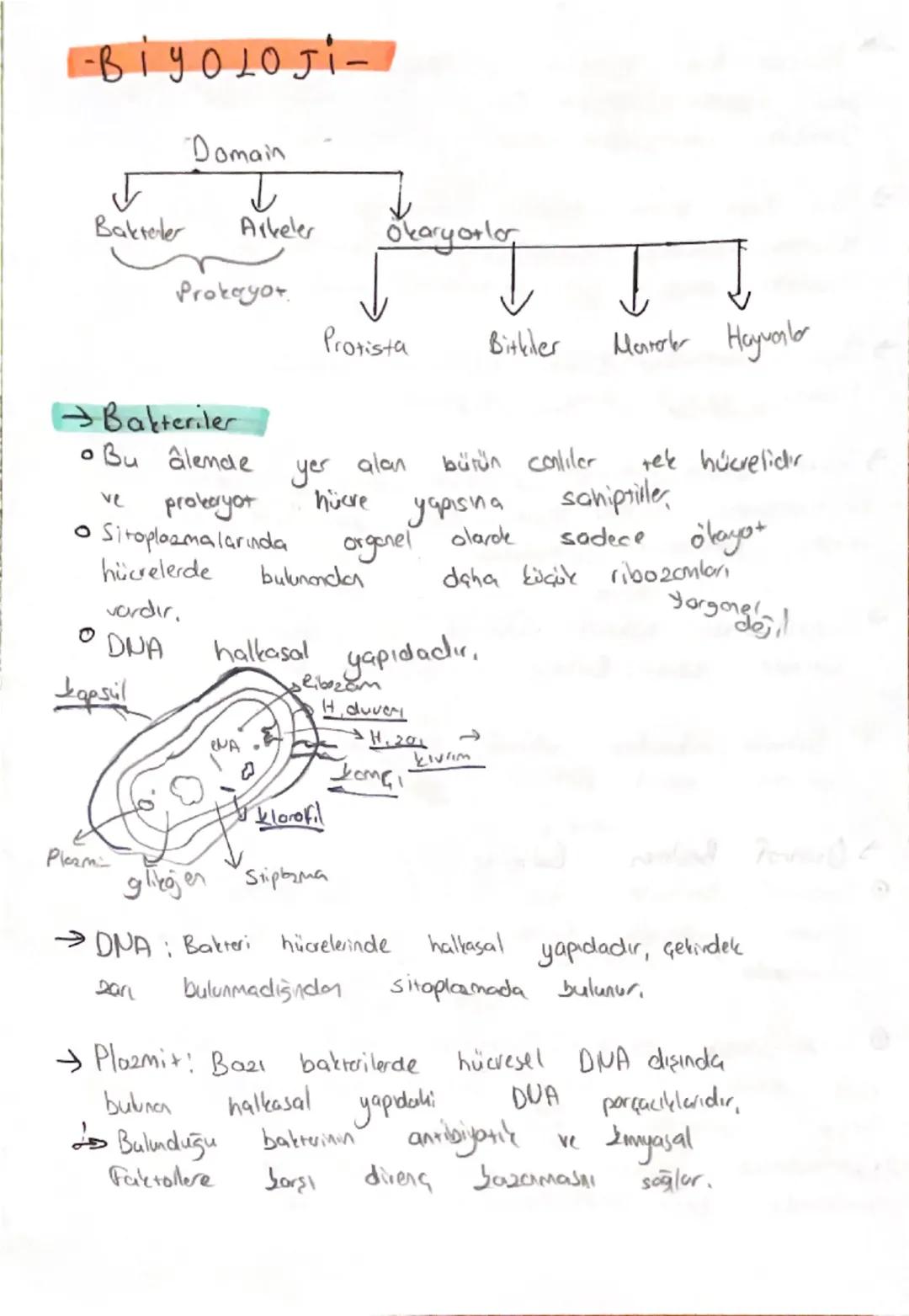 -BİYOLOJI-

Domain

Bakreler
↓
Arkeler
Okaryotlor

Prokayot
↓
Protista
Bitkiler
Marab Hayvanlar

→Bakteriler

• Bu âlende yer alan bütün con