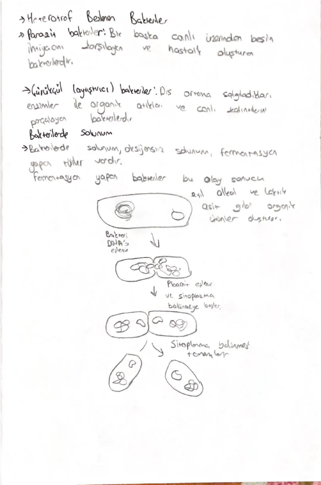 -BİYOLOJI-

Domain

Bakreler
↓
Arkeler
Okaryotlor

Prokayot
↓
Protista
Bitkiler
Marab Hayvanlar

→Bakteriler

• Bu âlende yer alan bütün con