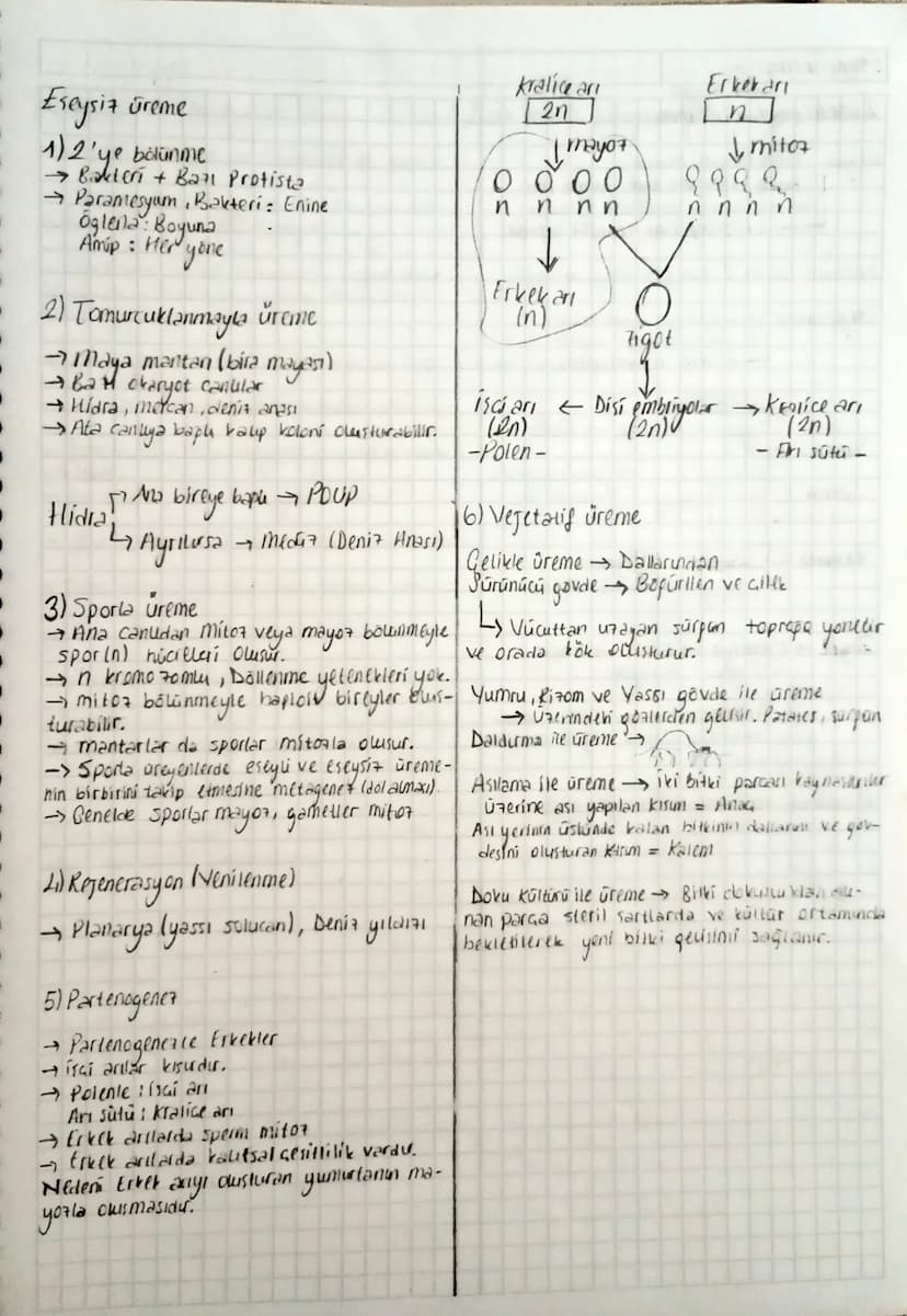 Mitoz Bölünme
Tek hücrelilerde üreme
¬
Got hocreulerde büyüme, gelisim, onarım
Benetik bilgi tasıyan DNA Genam
Benmede
Basuda
Interfaz
Kroma