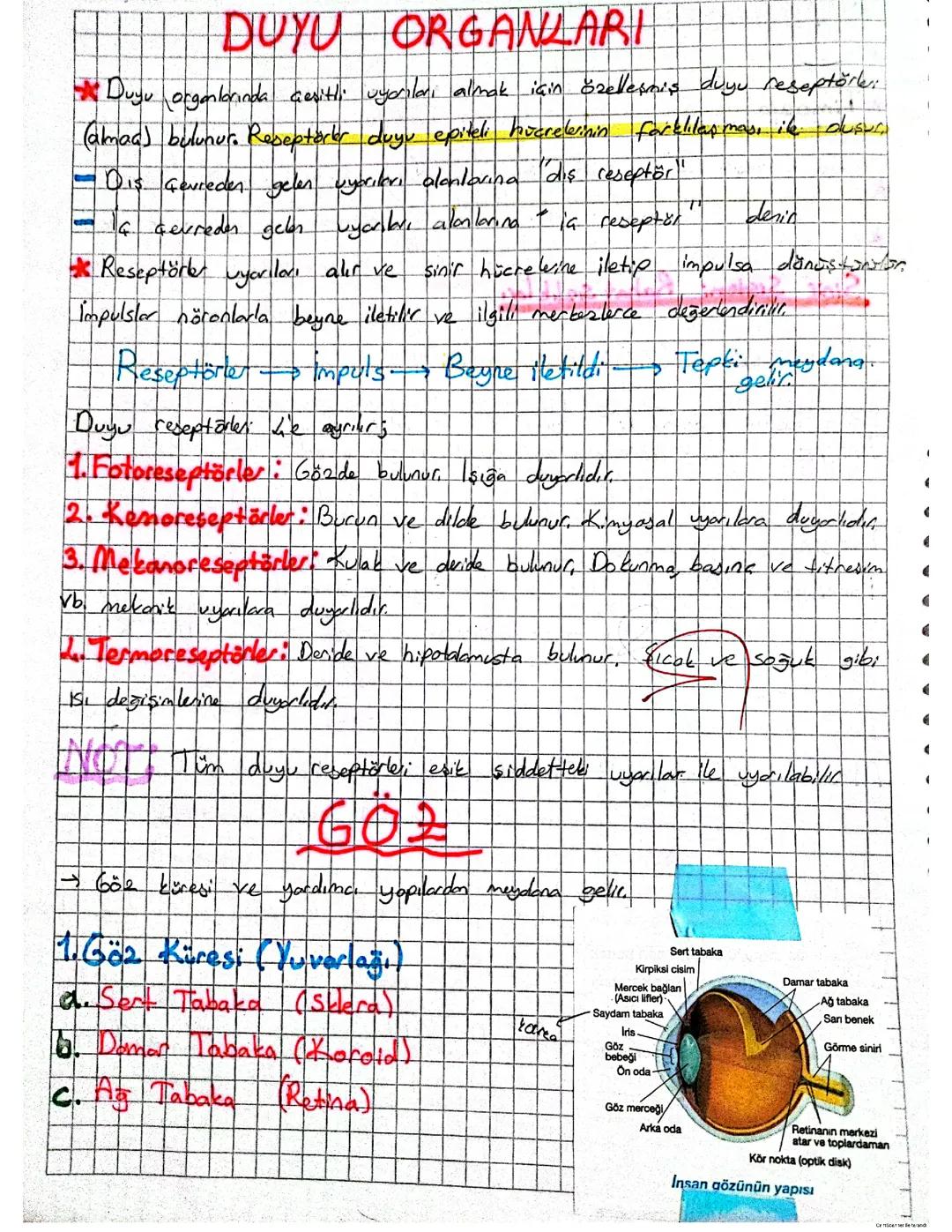  Ayt Biyoloji Duyu Organları 
