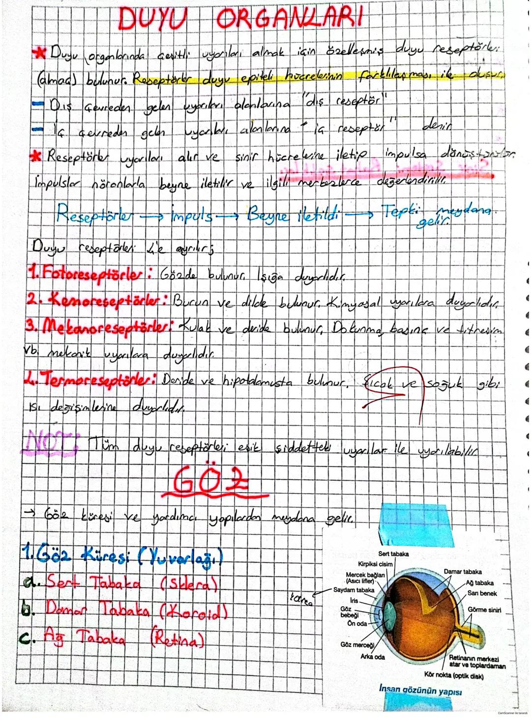 DUYU ORGANLARI
Duyu organlarında çeşitli uyonlari almak için özelleşmiş duyu reseptörler:
(almad) bulunur. Reseptorler duyu epiteli hücreler