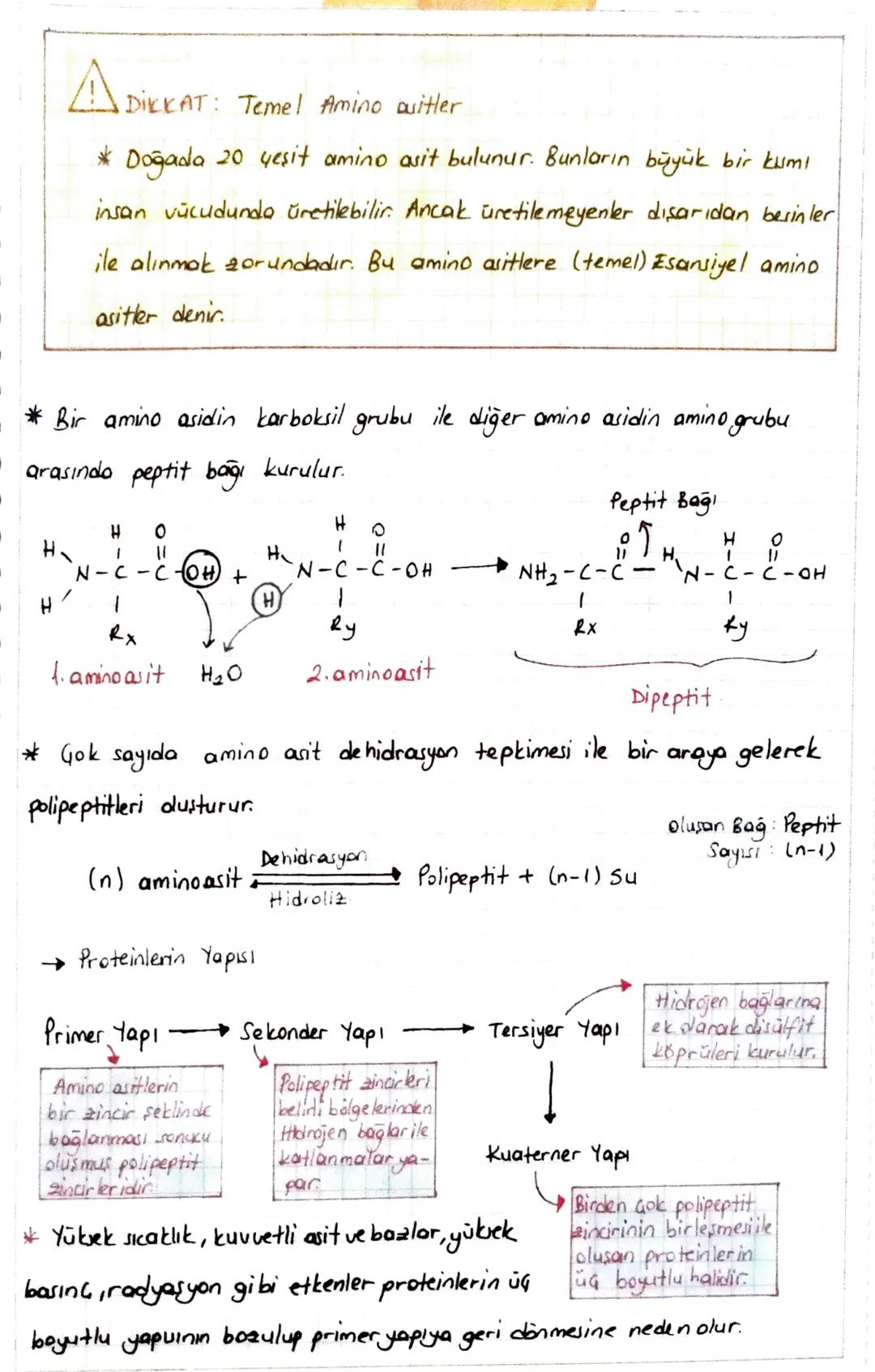 3. PROTEINLER
* Karbon (C), hidrojen (H), oksijen (0) ve anot (N) elementlerinden olu
son organik bileşiklerdir. Bazılarının yapısında kükür