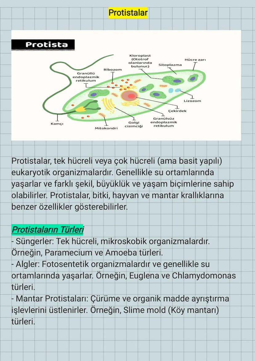 Protista
Granüllü
endoplazmik
retikulum
Protistalar
Ribozom
Kloroplast
(Ototrof
olanlarında
bulunur.)
Hücre zari
Sitoplazma
Lizozom
HH
Çekir