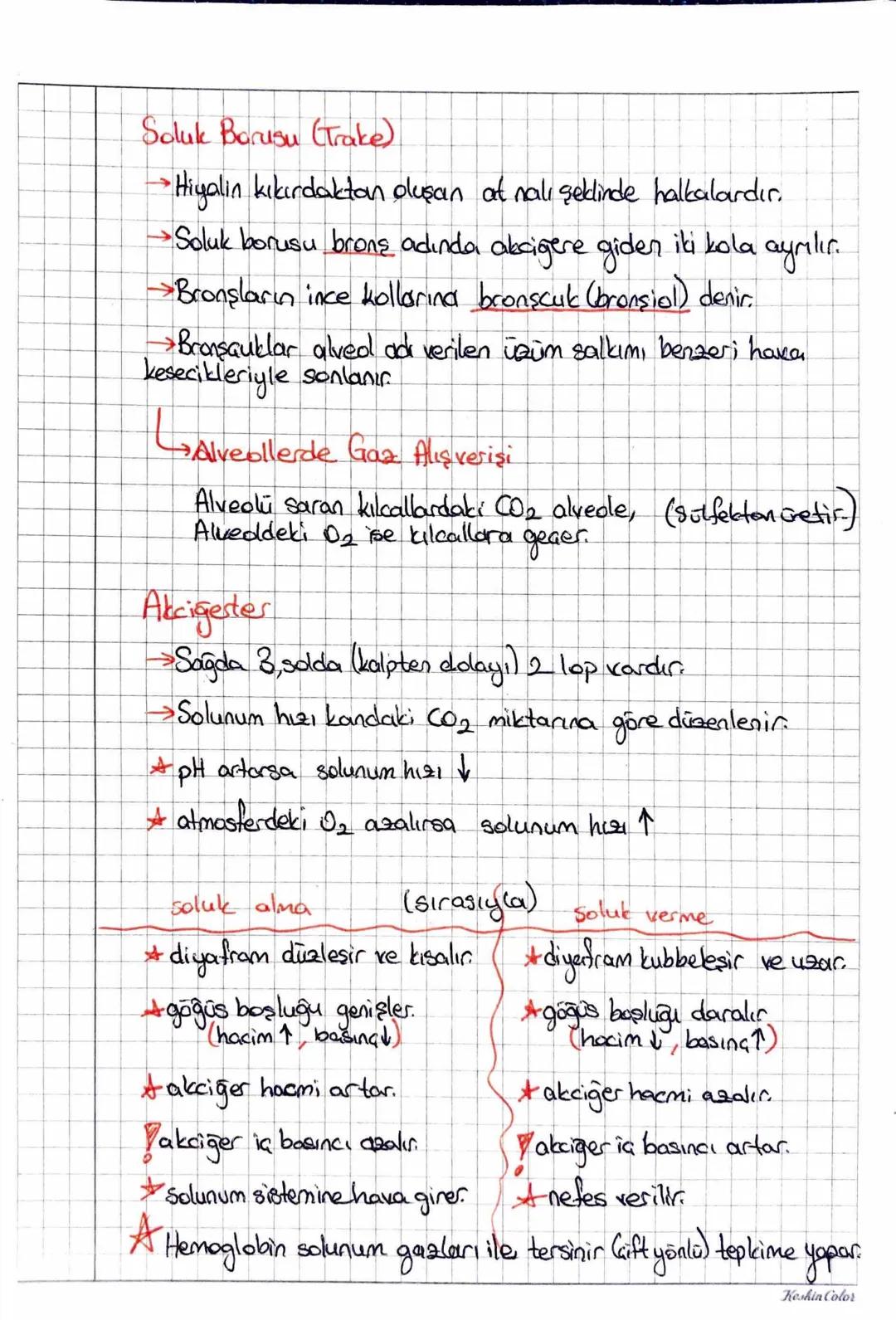 Keskin Color
AU SOLUNUM SISTEMIN
iç Solunum: Kan ile doku arasında gerçekleşen gaz dışverişidir.
Dış Solunum: Solunum organında (insanlarda 