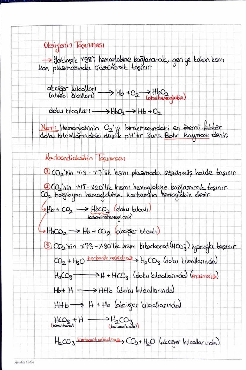 Keskin Color
AU SOLUNUM SISTEMIN
iç Solunum: Kan ile doku arasında gerçekleşen gaz dışverişidir.
Dış Solunum: Solunum organında (insanlarda 