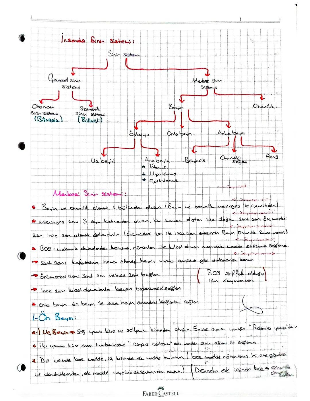 insanda sinir sistemi