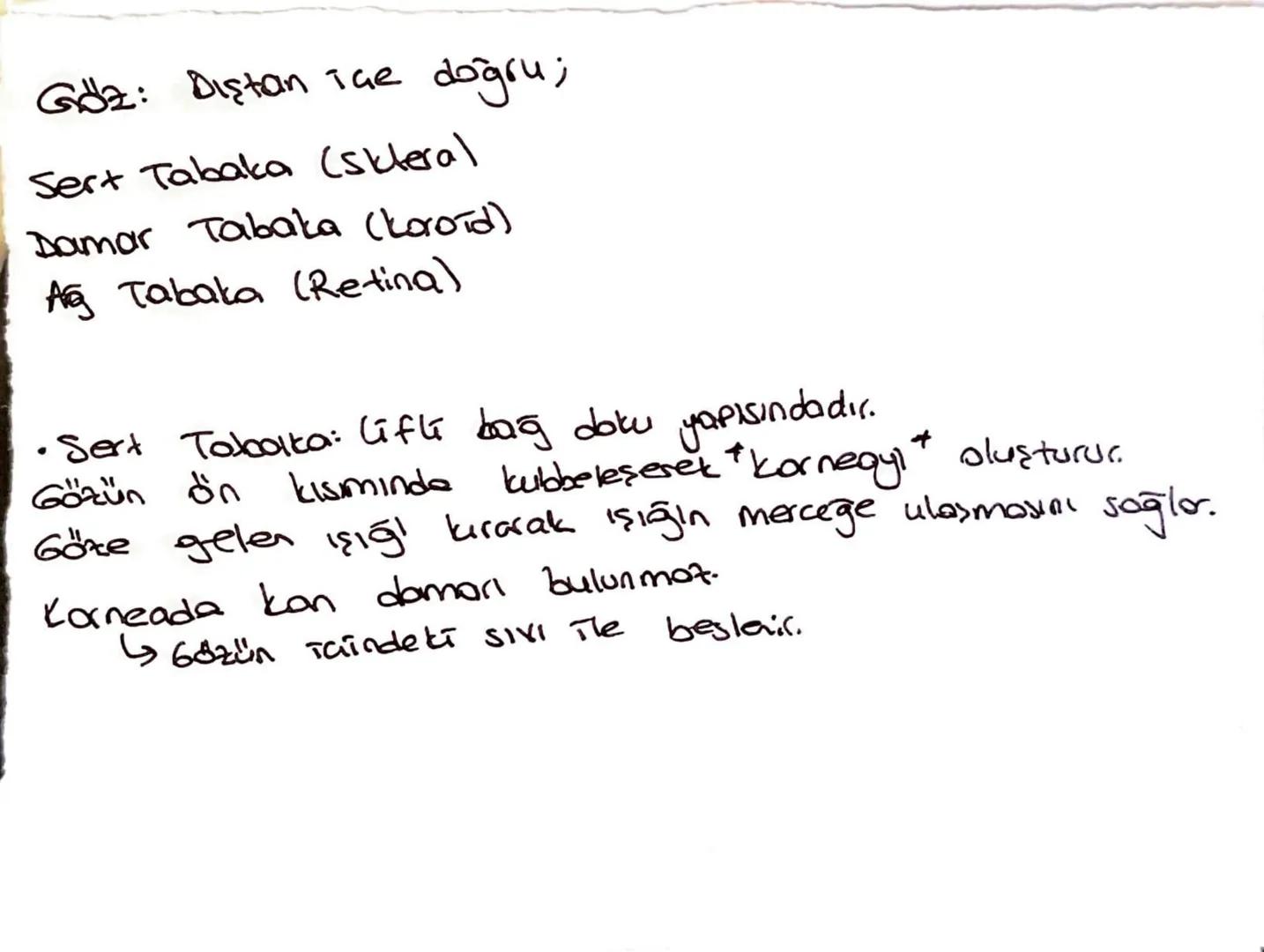 Göz: Dıştan içe doğru;
Sert Tabaka (sklera)
Damar Tabaka (koroīd)
A Tabaka (Retina)
•Sert Tobolta: lifti bağ doku yapısındadır.
Gözün ön kıs