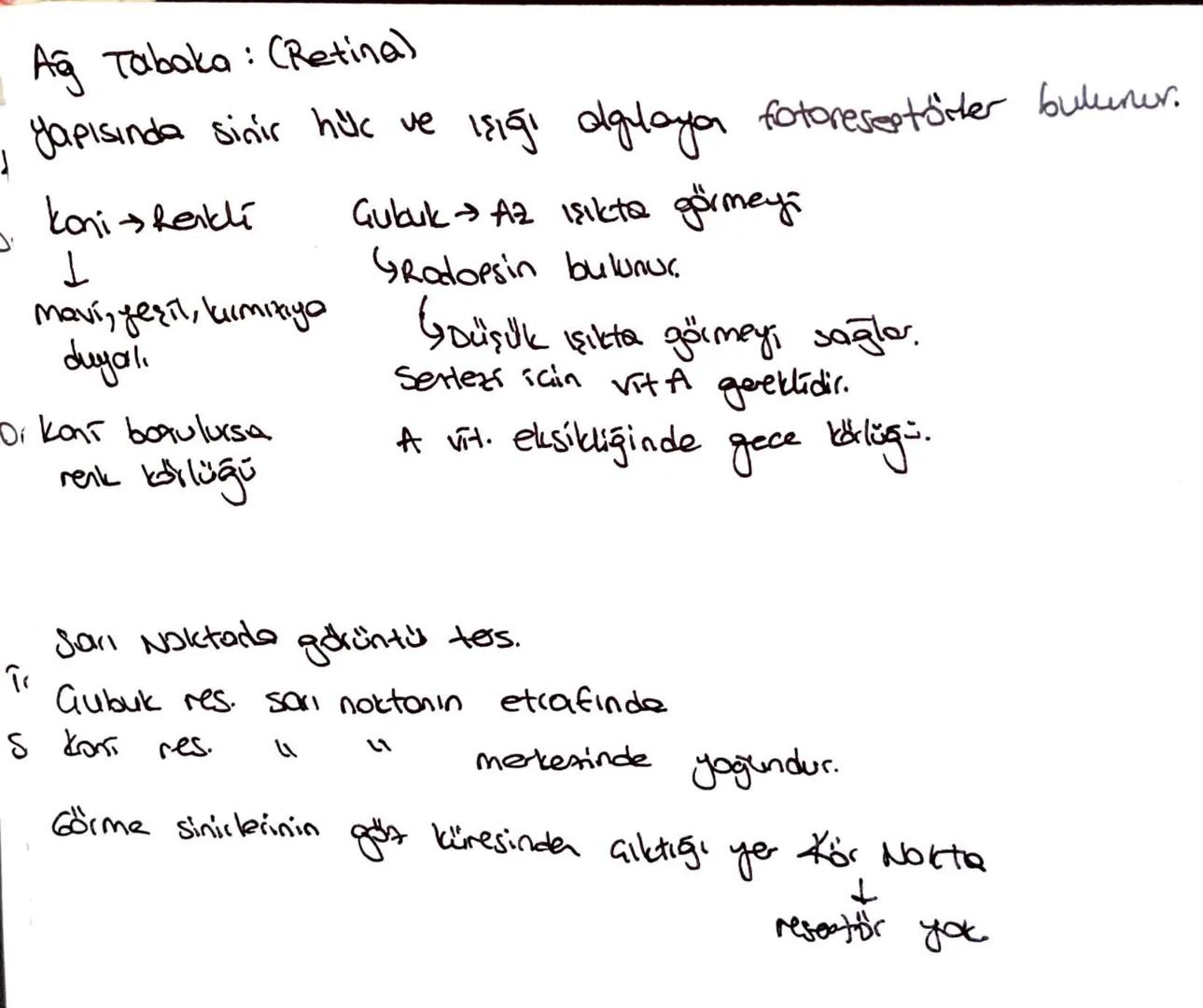 Göz: Dıştan içe doğru;
Sert Tabaka (sklera)
Damar Tabaka (koroīd)
A Tabaka (Retina)
•Sert Tobolta: lifti bağ doku yapısındadır.
Gözün ön kıs