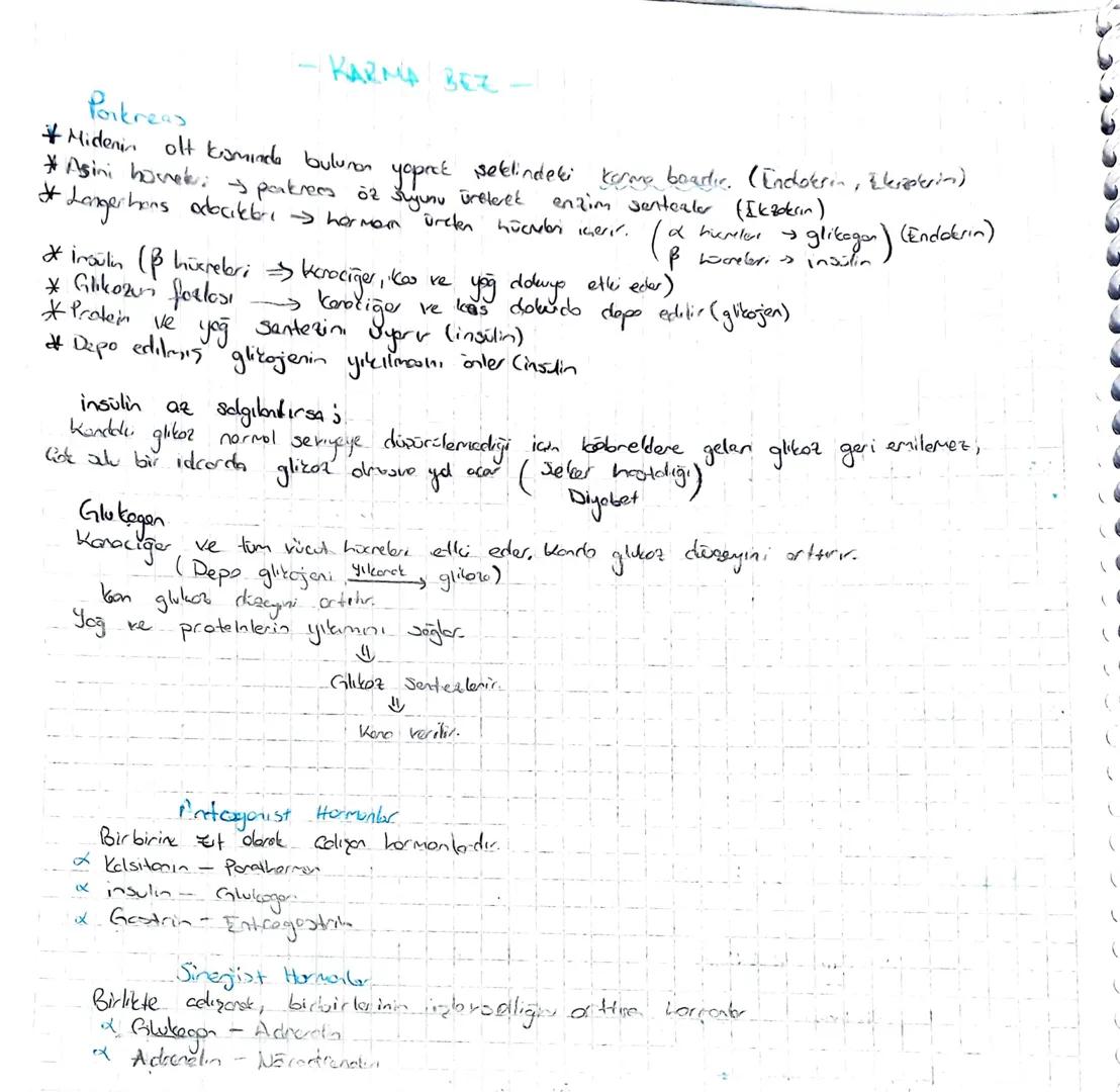 Porkreas
KARMA BEZ
Korme boadir. (Endoleria, Esperin)
enzim sentealer (Ikzokerin)
+ Midenin olt kramında bulunan yaprak şeklindeki
* Asini h