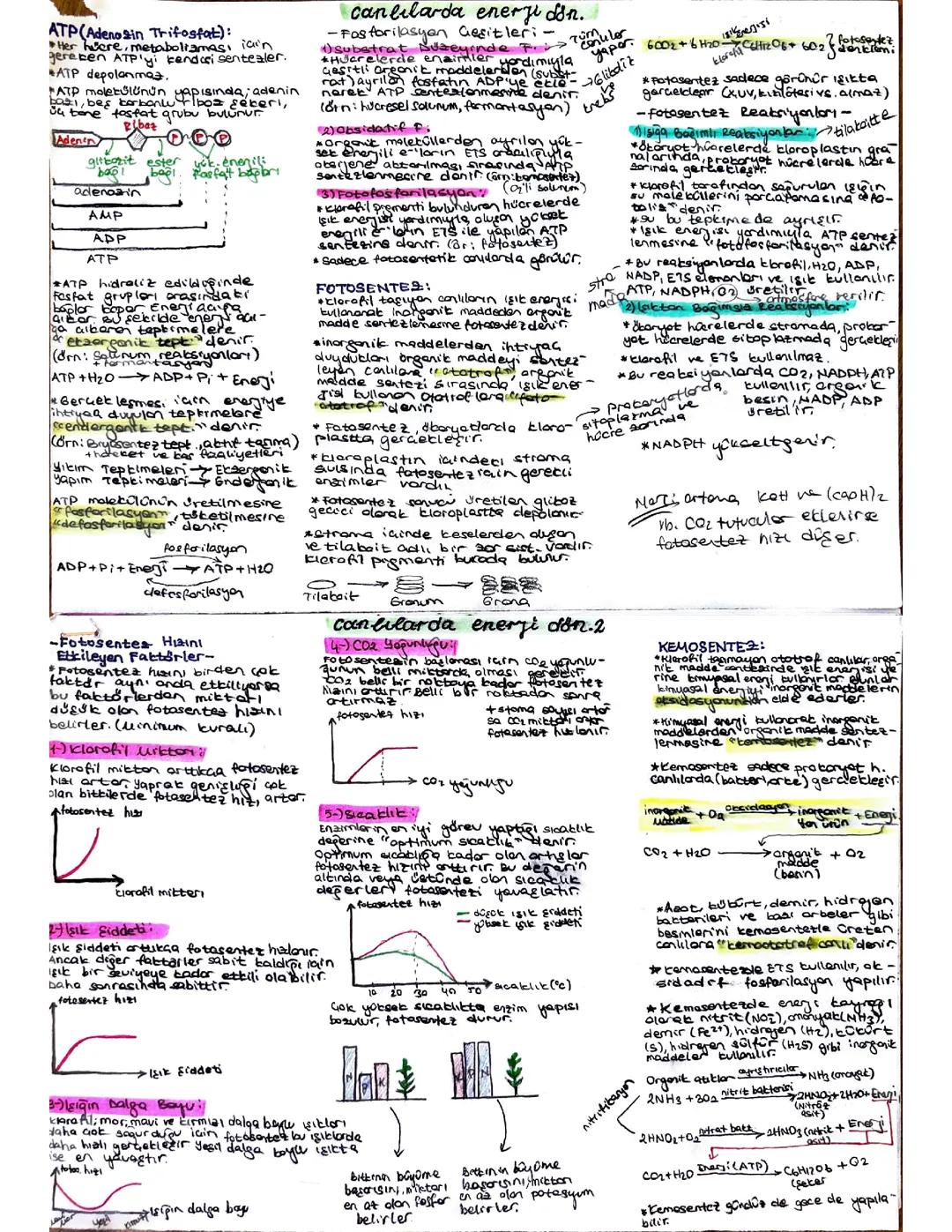 AYT BİYOLOJİ CANLILARDA ENERJİ DÖNÜŞÜMLERİ