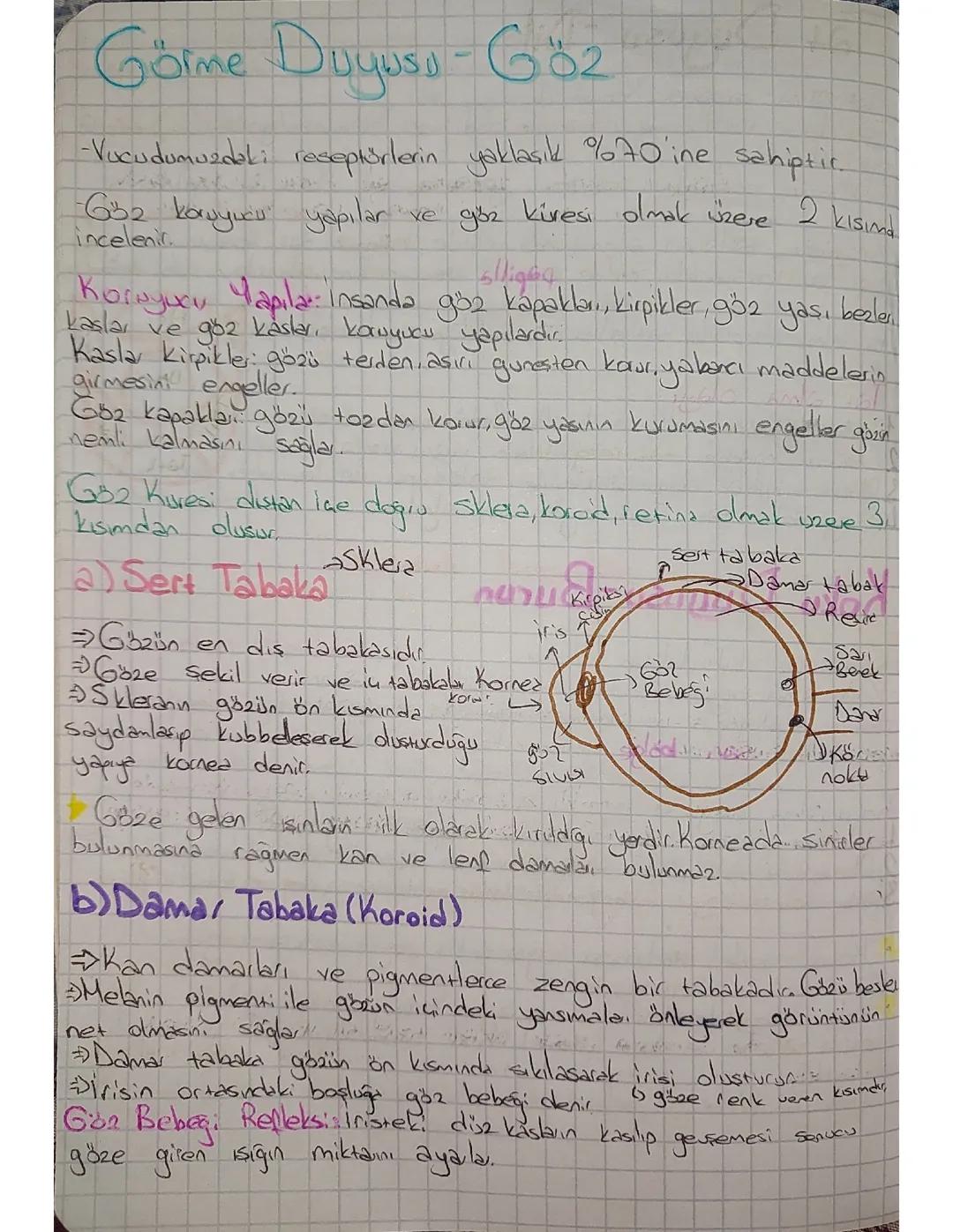 11.sinif biyoloji göz 