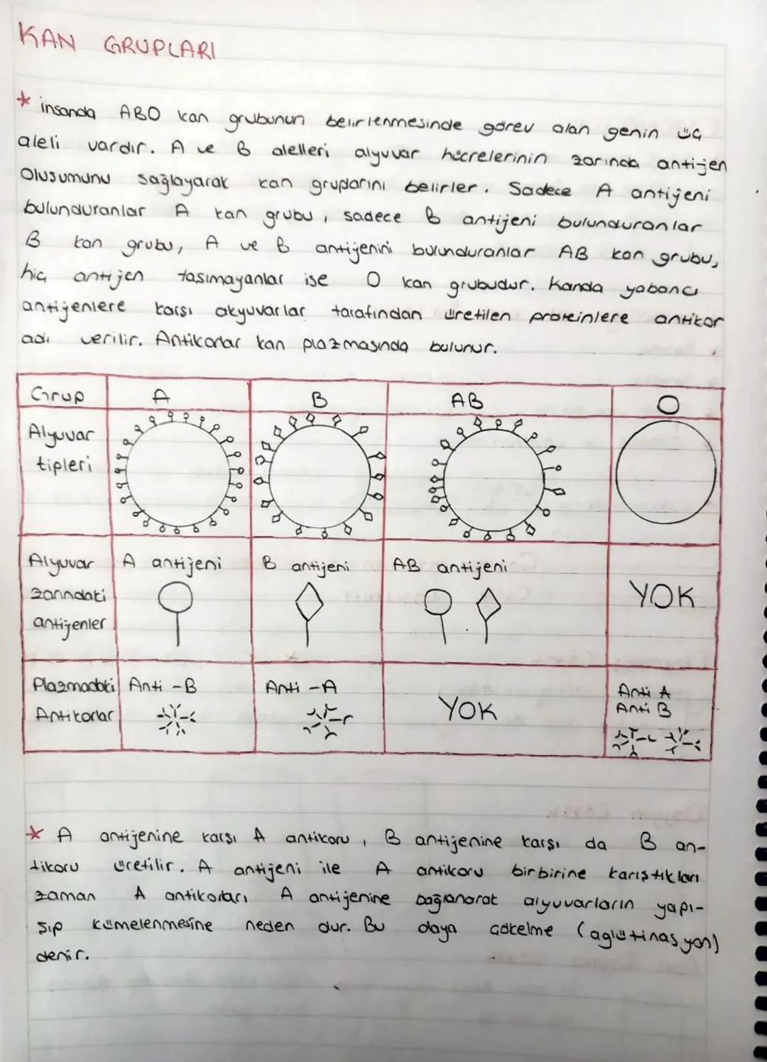 KAN GRUPLARI
+
insanda
aleli
ABO kan grubunun belirlenmesinde görev alan genin G
vardır. A ve 6 alelleri alyuvar hücrelerinin zarında anti-j