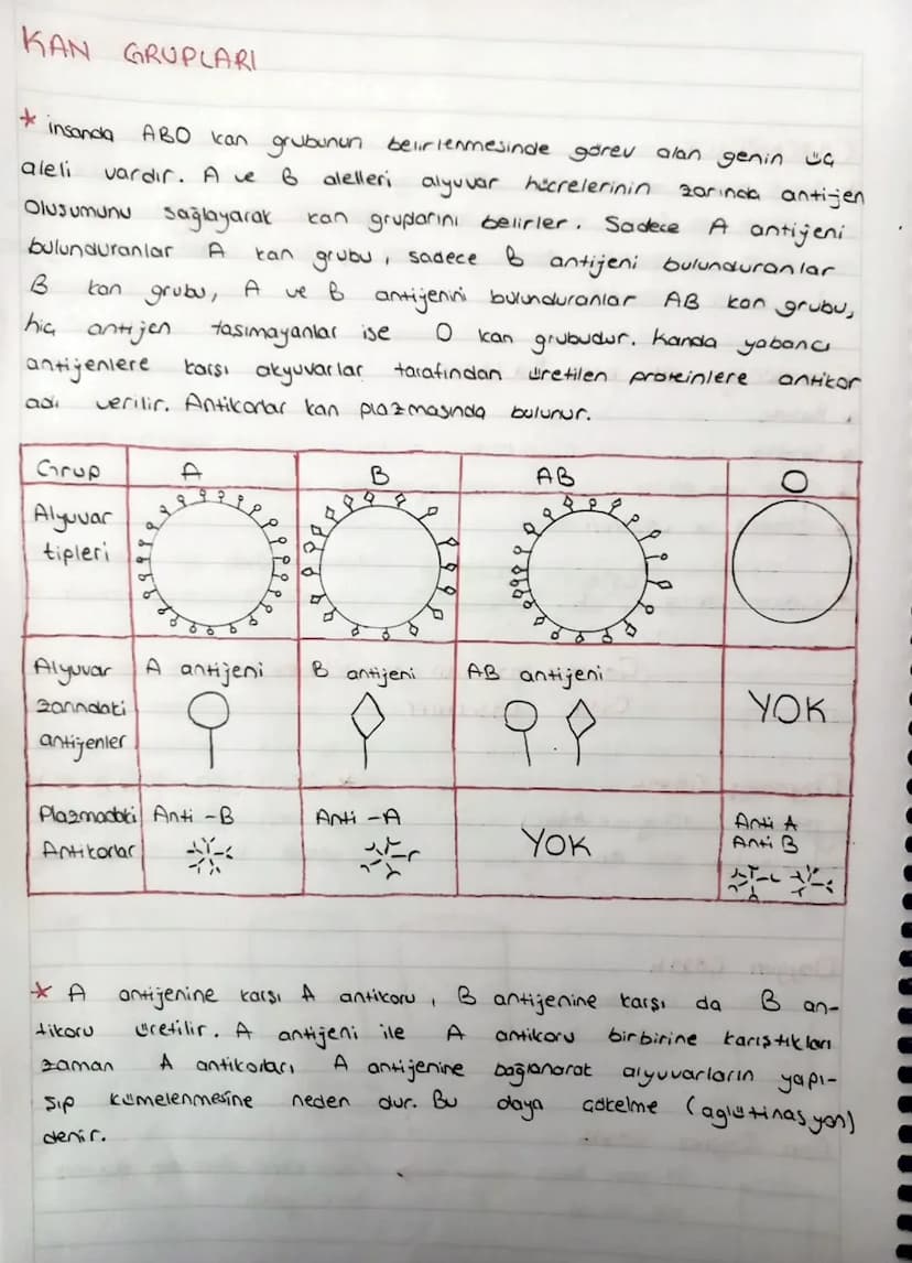 KAN GRUPLARI
+
insanda
aleli
ABO kan grubunun belirlenmesinde görev alan genin G
vardır. A ve 6 alelleri alyuvar hücrelerinin zarında anti-j