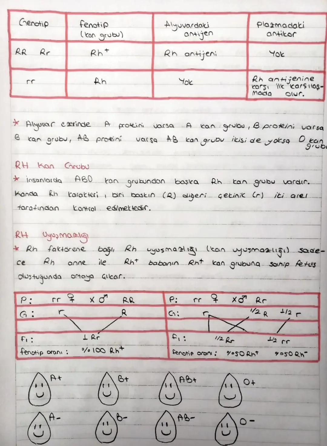 KAN GRUPLARI
+
insanda
aleli
ABO kan grubunun belirlenmesinde görev alan genin G
vardır. A ve 6 alelleri alyuvar hücrelerinin zarında anti-j