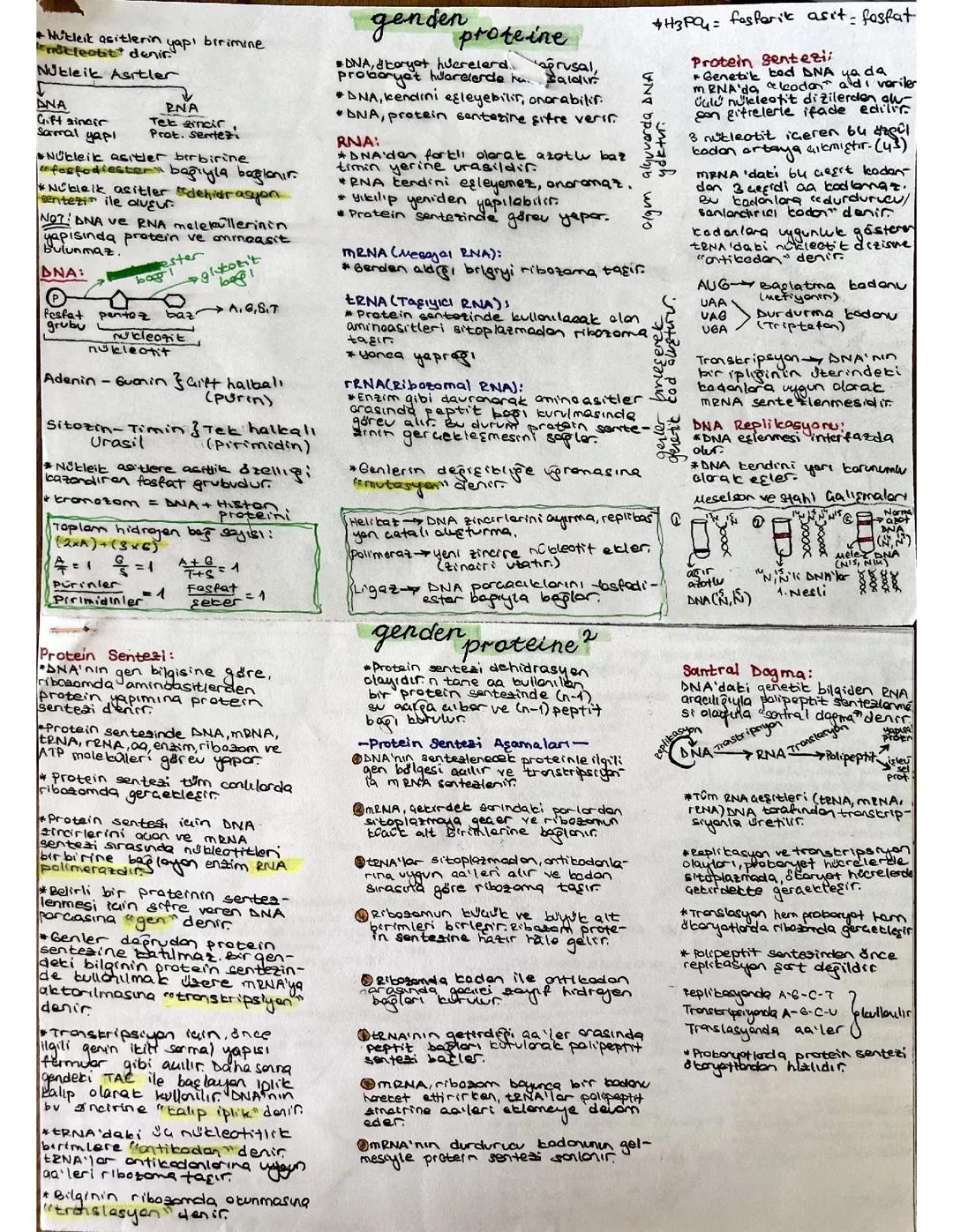 AYT BİYOLOJİ GENDEN PROTEİNE