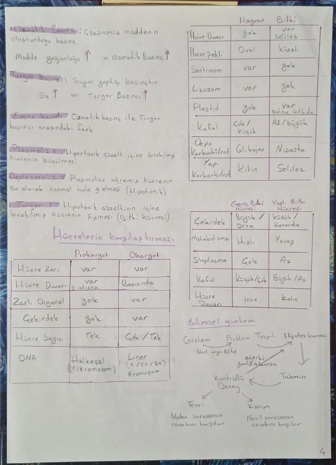 •
Hoere teorisi
Here
•Tom canlilar bir yada birden fazla
hicreden oluşur
canlının yapı ve işlev birimidir
Conlilar, hoerelerinde kendine öze
