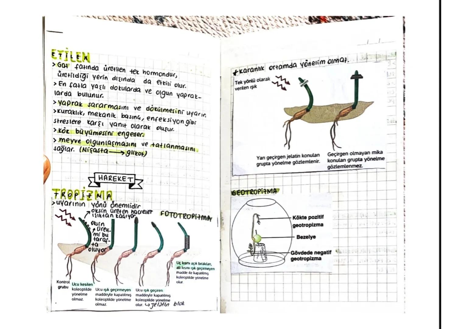 BUYUME, HORMONLAR, HAREKET
OKSIN
HORMONLAR
>Bölünme, büyüme, farklılaşma olaylarını kontrol
eder. Asimetrik büyüme yönelim
>Doğrudan işık al