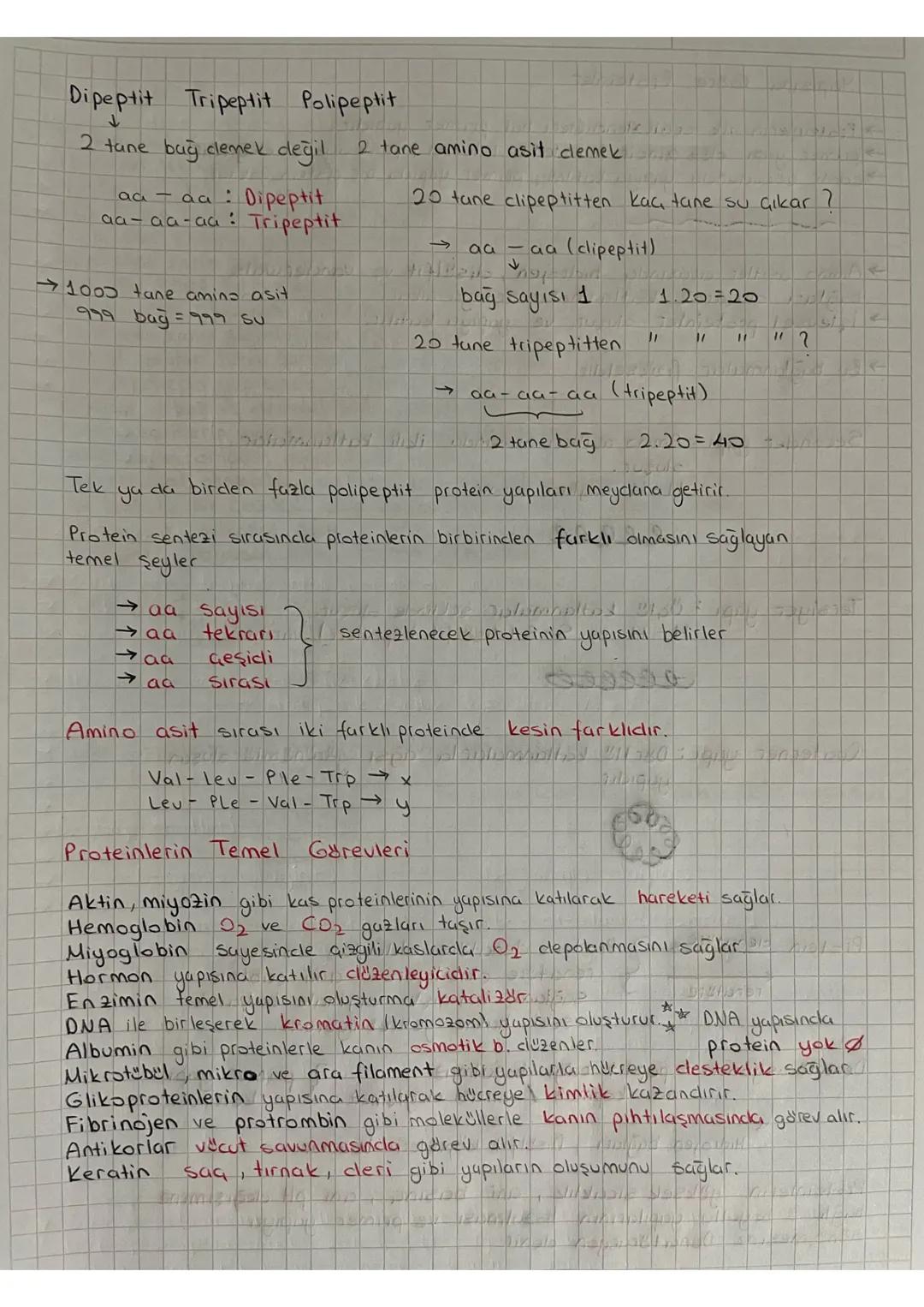 Proteinler
Proteinler
C, HD, N/S karbon, hidrojen, oksijen, azot stabil
yanına birde kükürt koyuyorum
3. clereceden enerji kaynağıdır.
→Birç