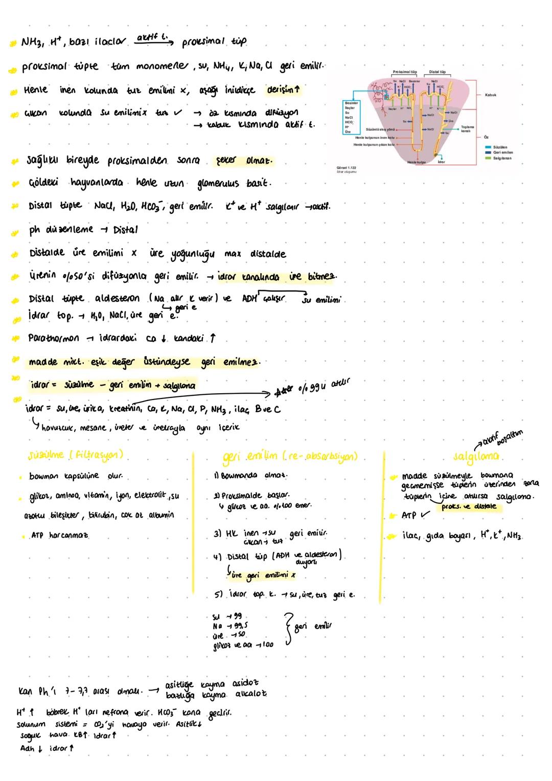 d
űriner sistem
boşaltımın
treatin
angi
amacı fazla, artık maddeleri atarak homeostazi sağlamak. kreatinin atmak.
NH3>ure > úrik asit (zehir