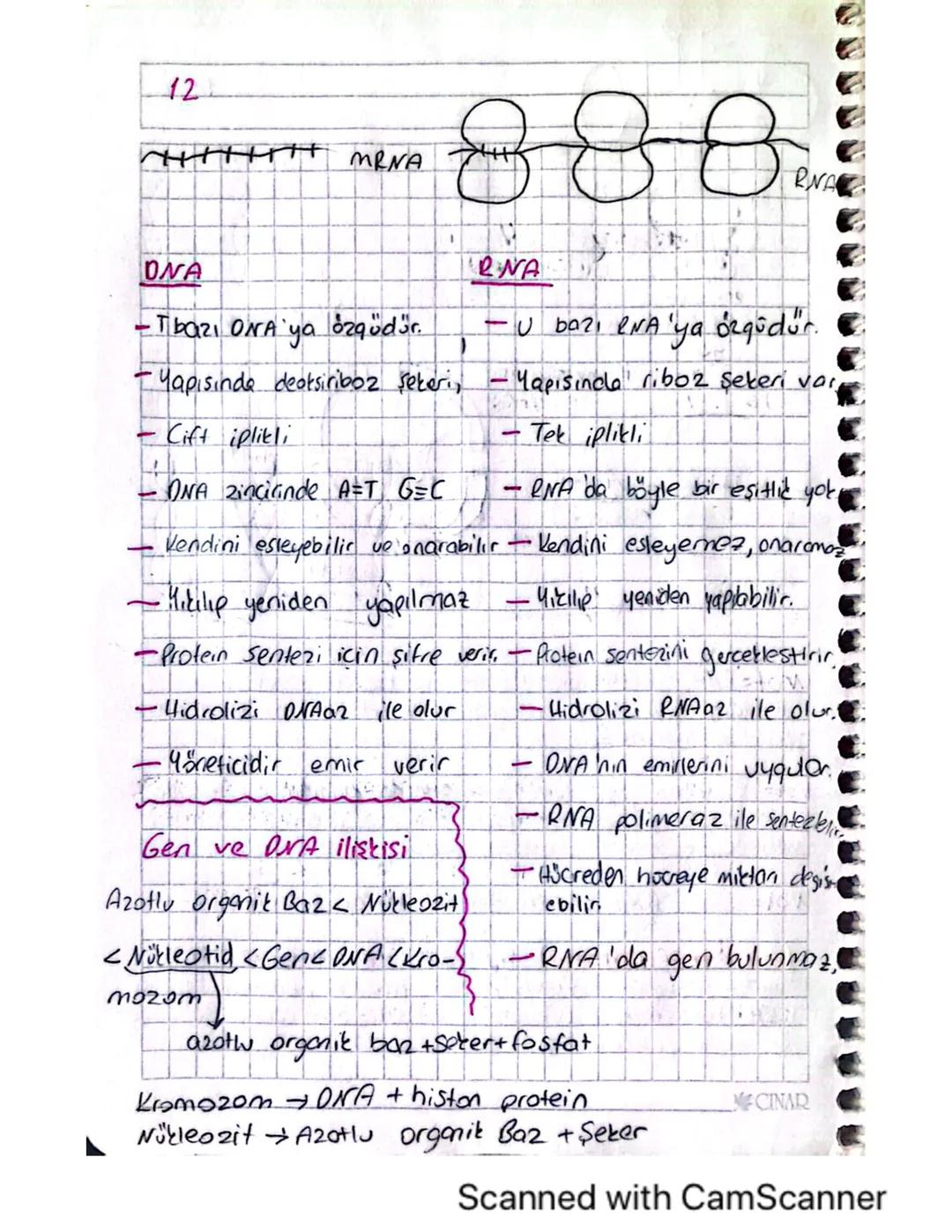 AYT Biyoloji DNA ve RNA