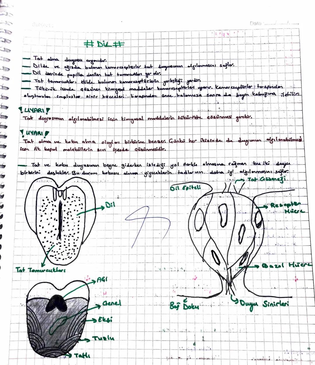 Subject:
#DIL
Date
Tat alma duyusu organider.
Dilde ve agrada bulunan kemoreseptacler that dayussumus algılanmasını sağlar.
-Dil warrinde pa