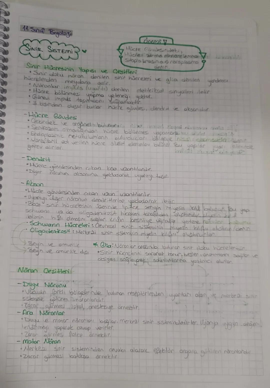 11. Sınıf Biyoloji

SINIR SISTEMI

Önemli
Hücre Gövdesindeti,
Hücret sibina einmanelemmer
Sitopla arasina roraplasma 9
Sinir Hücresinin Yapı