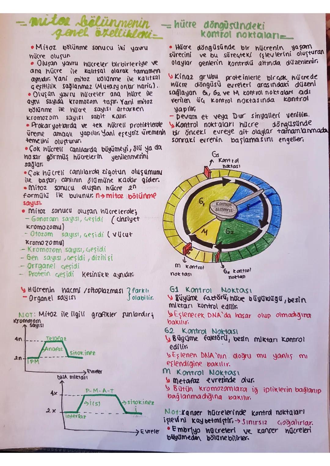 mitcr fälüame
Prokaryotlarda görülmez.
Ökaryotlarda, çok hücreli canlılarda,
büyüme, gelişme, onarım ve üremeyi
saglar
2 ana evrede oluşur.
