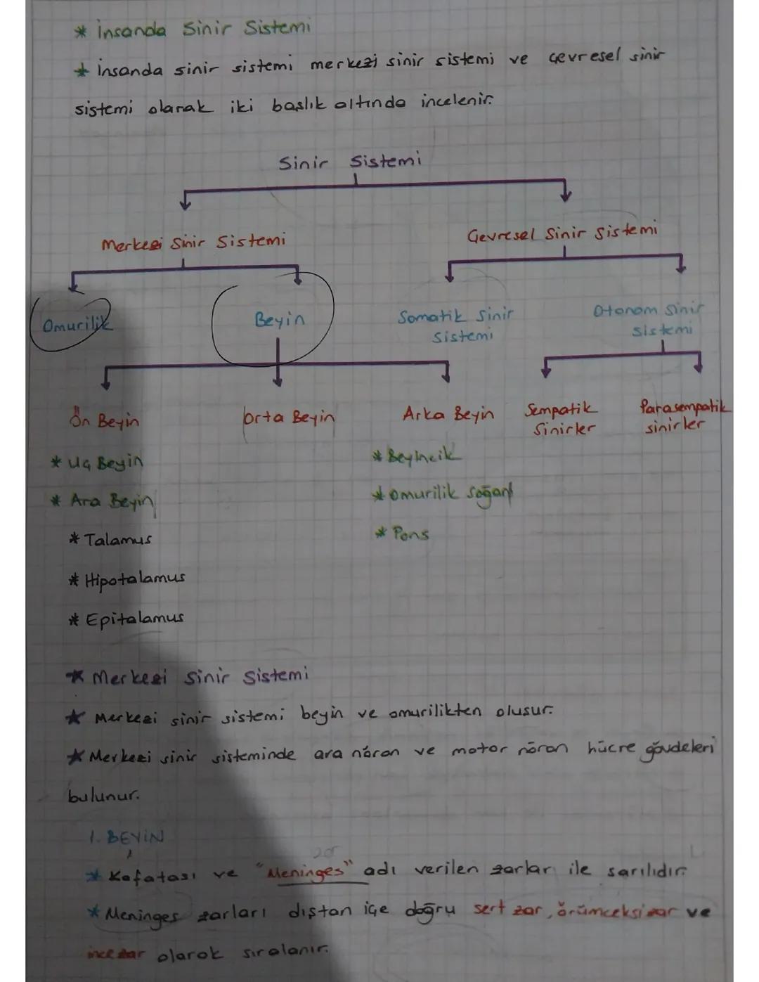 İnsanda sinir sistemi