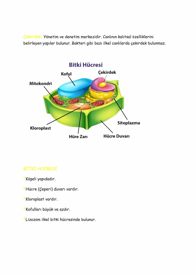 FEN BİLİMLERİ (7.SINIF)
2.ÜNİTE: Hücre Ve Bölünmeler
Hücre
Canlılık gösteren en küçük yapı birimine denir.
Hücre zari
Sitoplazma
Çekirdek
Hü