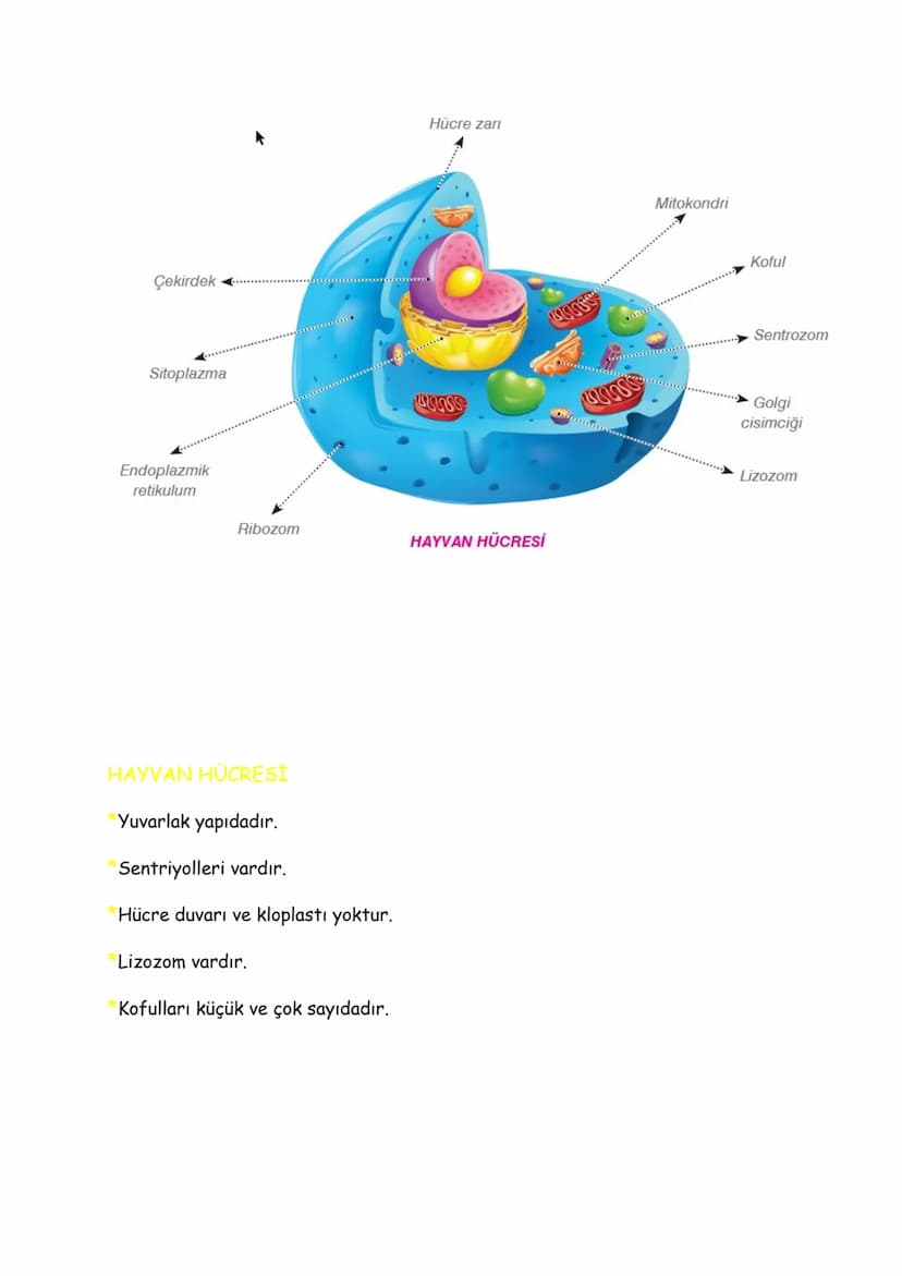 FEN BİLİMLERİ (7.SINIF)
2.ÜNİTE: Hücre Ve Bölünmeler
Hücre
Canlılık gösteren en küçük yapı birimine denir.
Hücre zari
Sitoplazma
Çekirdek
Hü
