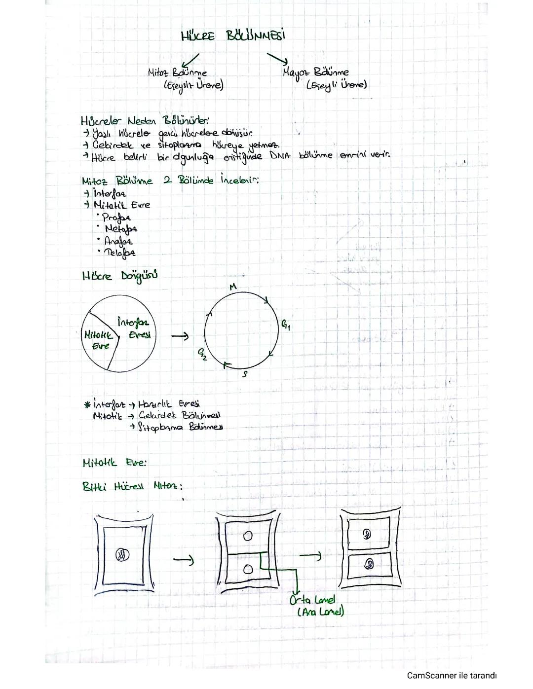 Hücre bölünmesi mitoz bölünme 