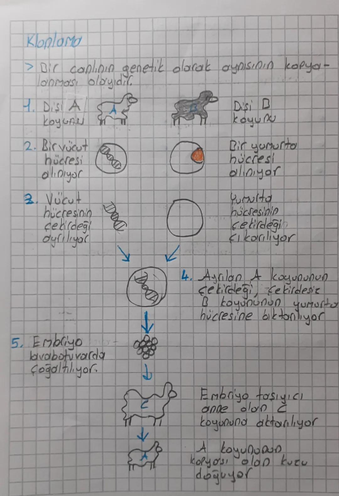 Biyoteknoloji
Genetik Mühendisliği
> Conlilarin genetic yapılarını değiştirerek
onlara yeni özellikler kazandırmayı amaçlar
• Klonlama
• Gen