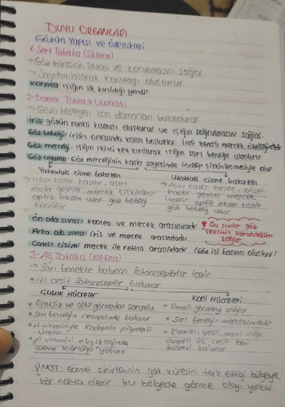 11.sınıf Biyoloji Duyu Organları 