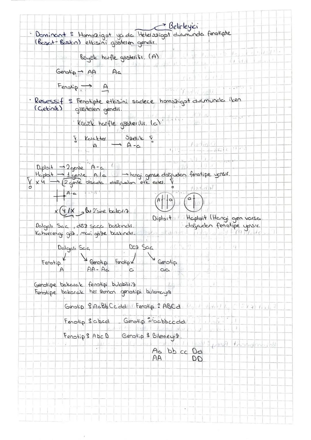 # Kalıtım

Genlerin kromozomlar üzerinde yer aklığını gösteren = Kalıtımın Kronozom
Teorisi
Canlı soylan dasındaki benzerlik ve farklılıklar