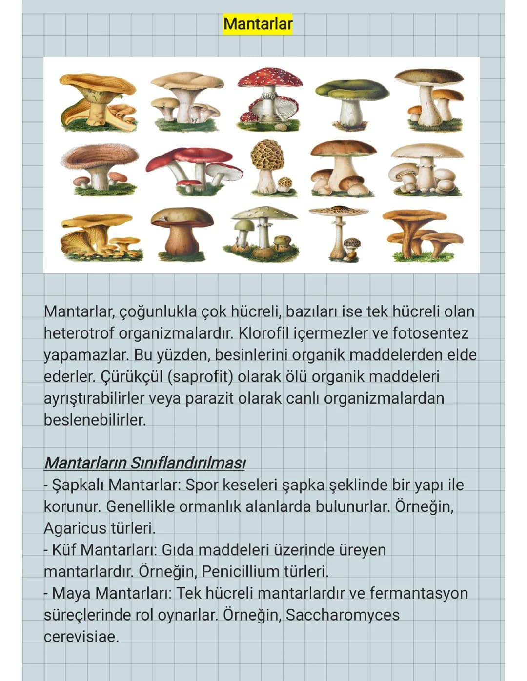 9.SINIF - MANTARLAR 