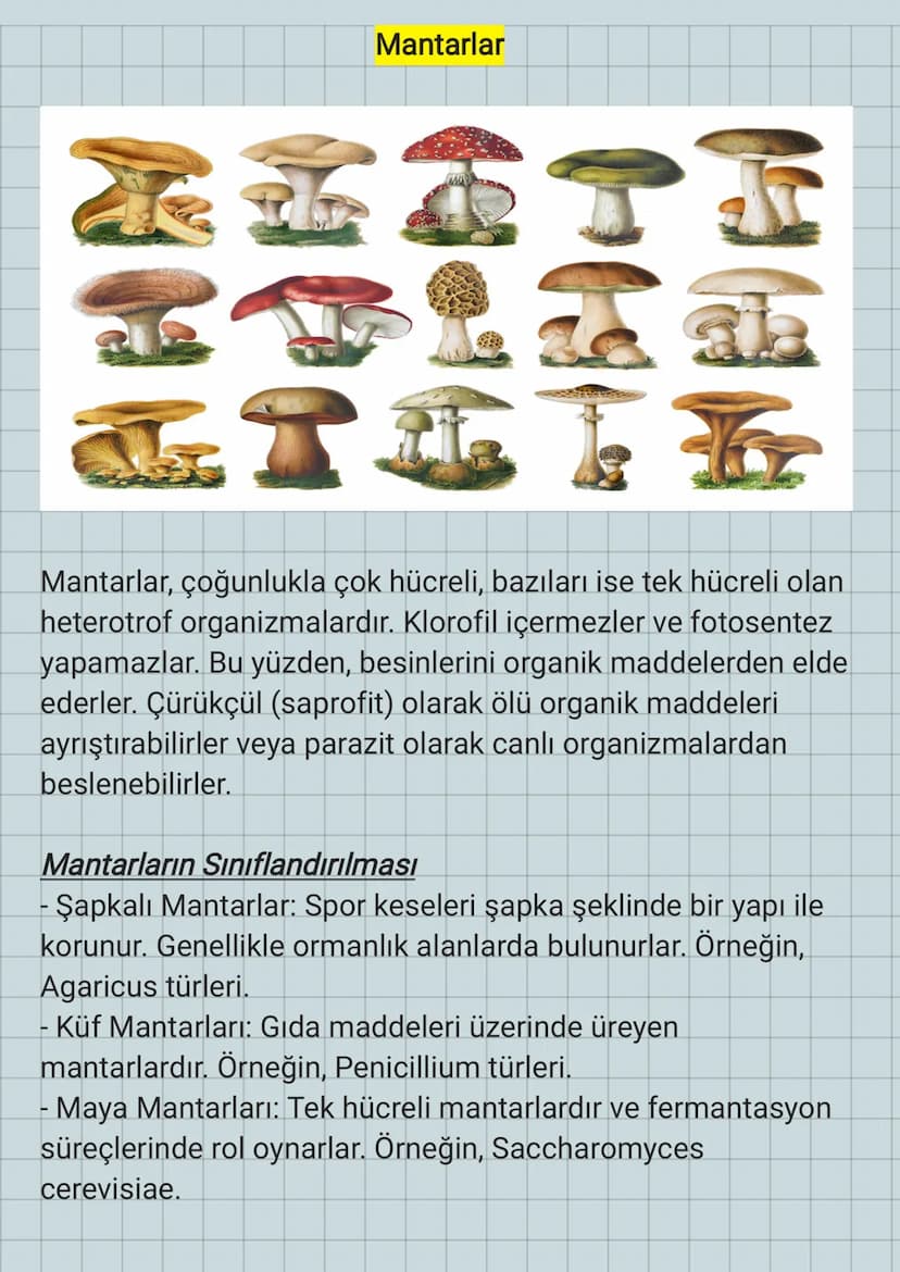 NHH
Mantarlar
+150-0
Mantarlar, çoğunlukla çok hücreli, bazıları ise tek hücreli olan
heterotrof organizmalardır. Klorofil içermezler ve fot