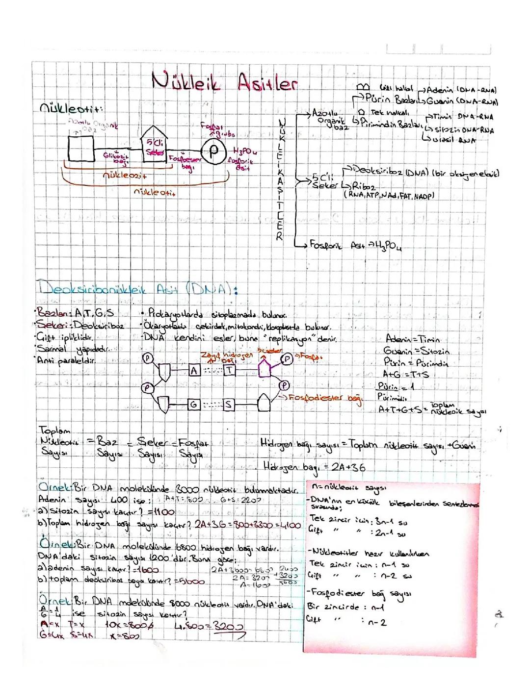 ayt biyoloji nukleik asitler 