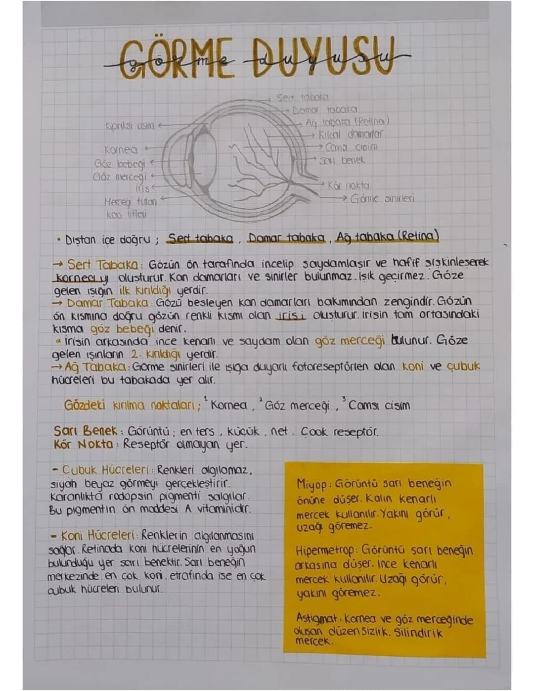 Gözün Yapısı: Koni ve Çubuk Hücreleri, Miyop, Hipermetrop ve Astigmat Nedir?