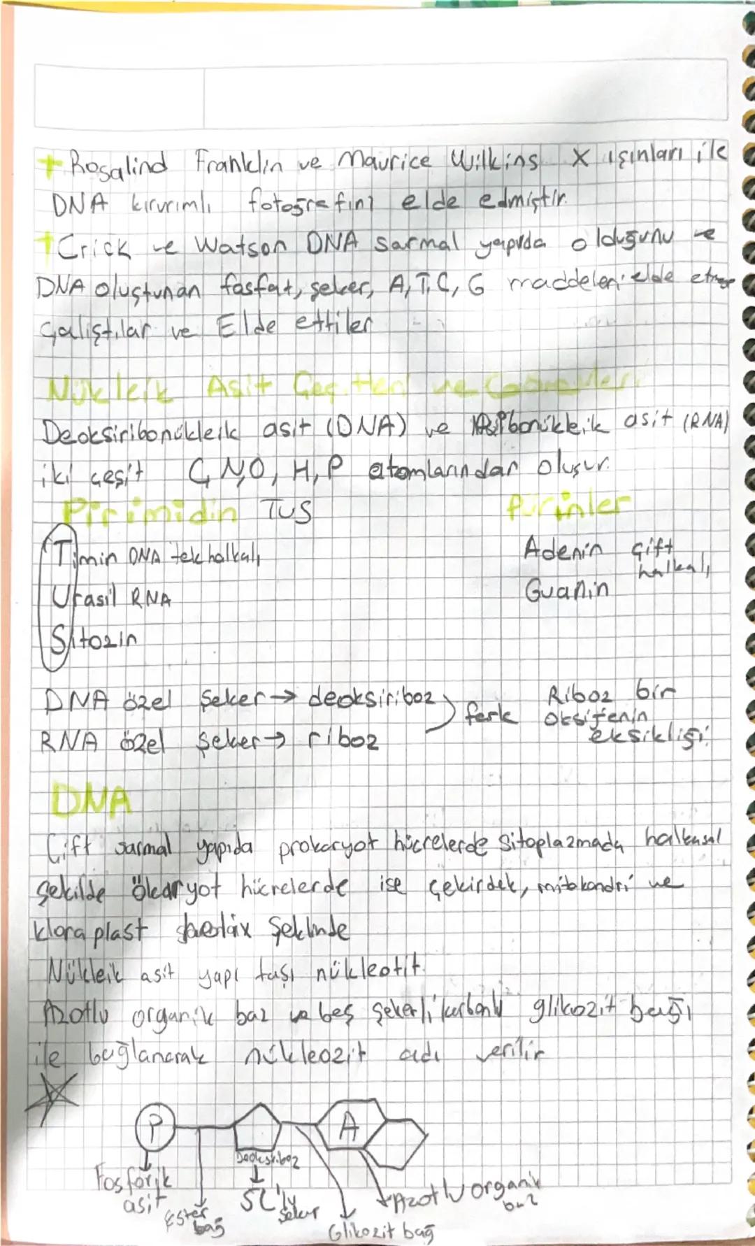 # BİYOLOJI

Nikel Abitoon Kese

Ilk olarak Friedrich Miescher tarafından núklein adı
Verilen moleküllere günümüzde çekirdekte bulunan asit a
