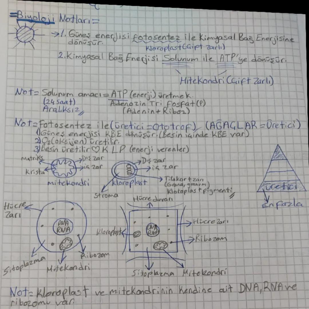 Bbiyoloji notları