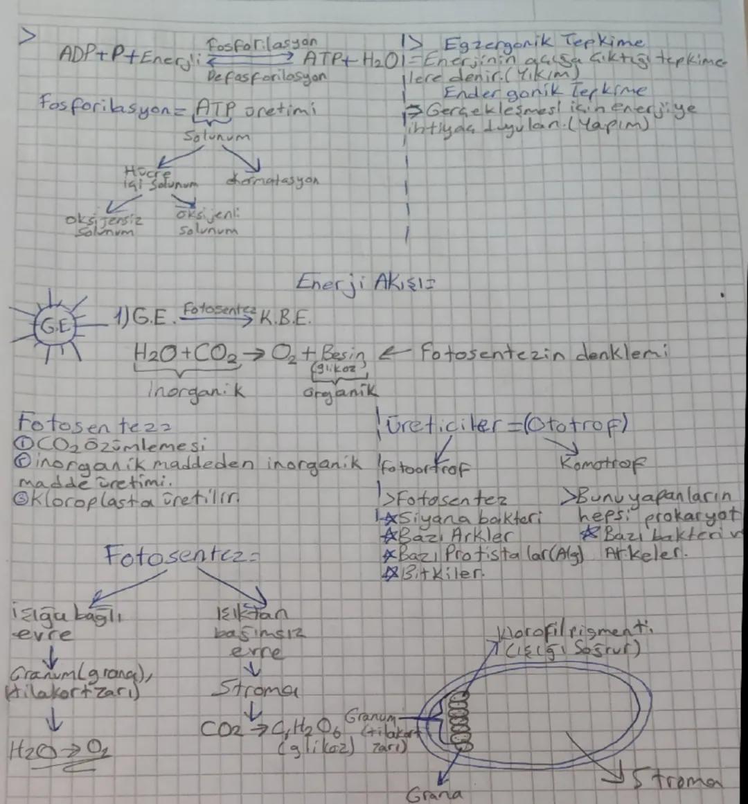 ## =Biyoloji Notları

→1. Güneş enerjisi fotosentez ile Kimyasal Bağ Enerjisine.
dönüşür.
Kloroplast Caift zarlı)

2. Kimyasal Bağ Enerjisi 
