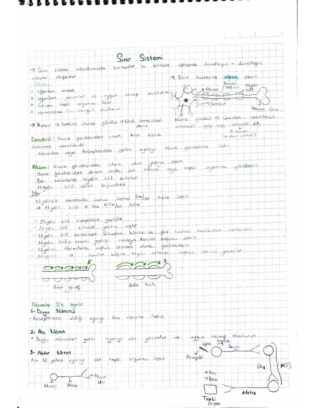 11. Sınıf biyoloji sinir sistemi özet