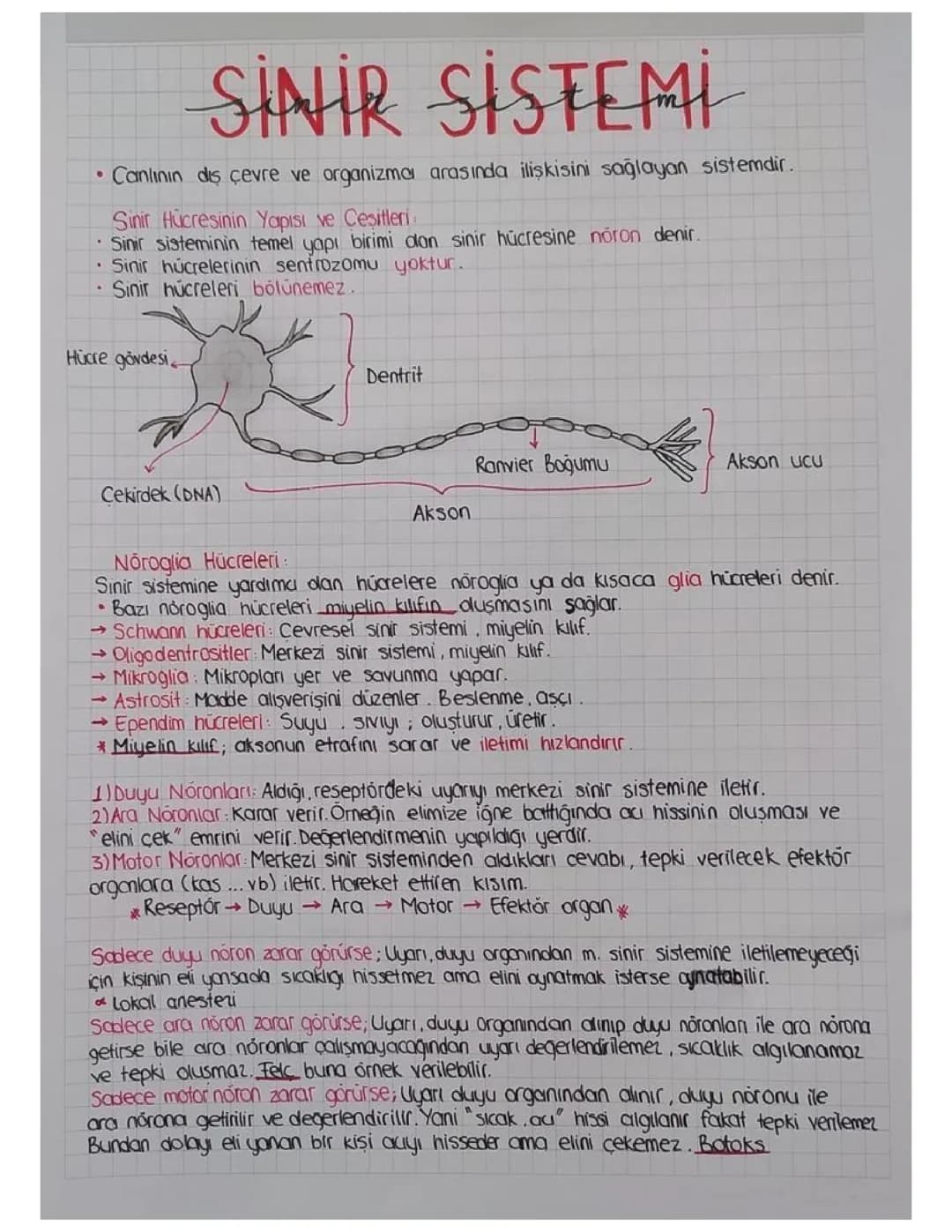Sinir Hücresi ve Nöronlar: Basit Anlatımla Her Şey