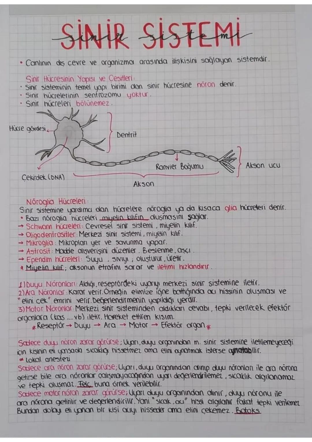 SİNİR SİSTEMİ
Canlının diş çevre ve organizma arasında ilişkisini sağlayan sistemdir.
Sinir Hücresinin Yapısı ve Çeşitleri
• Sinir sistemini