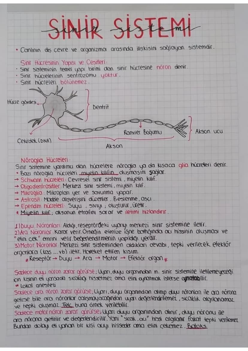 SİNİR SİSTEMİ
Canlının diş çevre ve organizma arasında ilişkisini sağlayan sistemdir.
Sinir Hücresinin Yapısı ve Çeşitleri
• Sinir sistemini