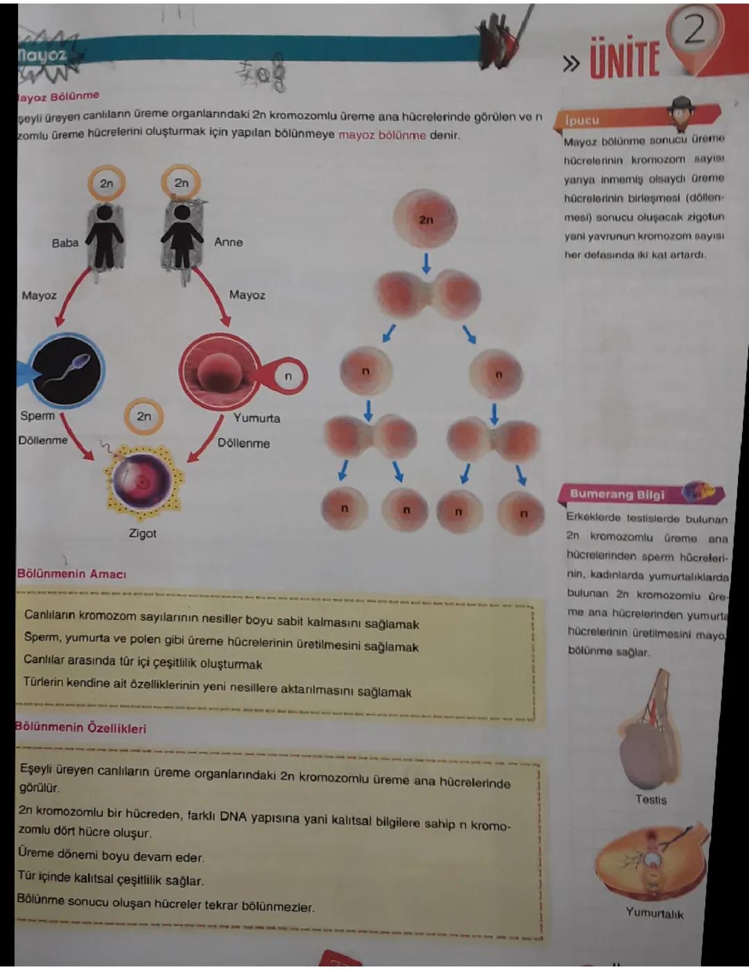 Mayoz bölünme 7 sınıf fen bilimleri 