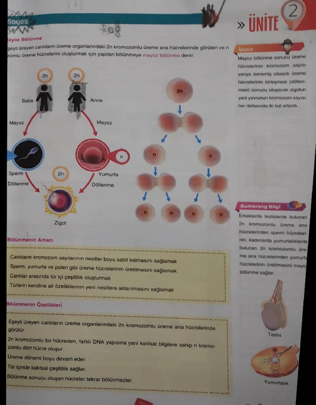 nayoz
ww
ayoz Bölünme
980
şeyli üreyen canlıların üreme organlarındaki 2n kromozomlu üreme ana hücrelerinde görülen ve n
zomlu üreme hücrele