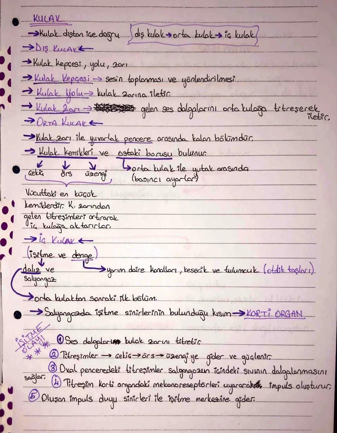 GÖZ
Kornea
ISIGIN, ILLE DIGI YOU
Göz Bebeği (iris) Marcek Cansi C. Retinal
•Göz küresi dıştan ice doğru.
SERT TABAKA←
Göz akı olarak bilinen