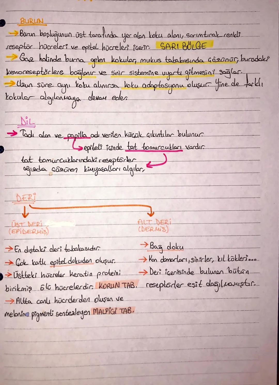 GÖZ
Kornea
ISIGIN, ILLE DIGI YOU
Göz Bebeği (iris) Marcek Cansi C. Retinal
•Göz küresi dıştan ice doğru.
SERT TABAKA←
Göz akı olarak bilinen