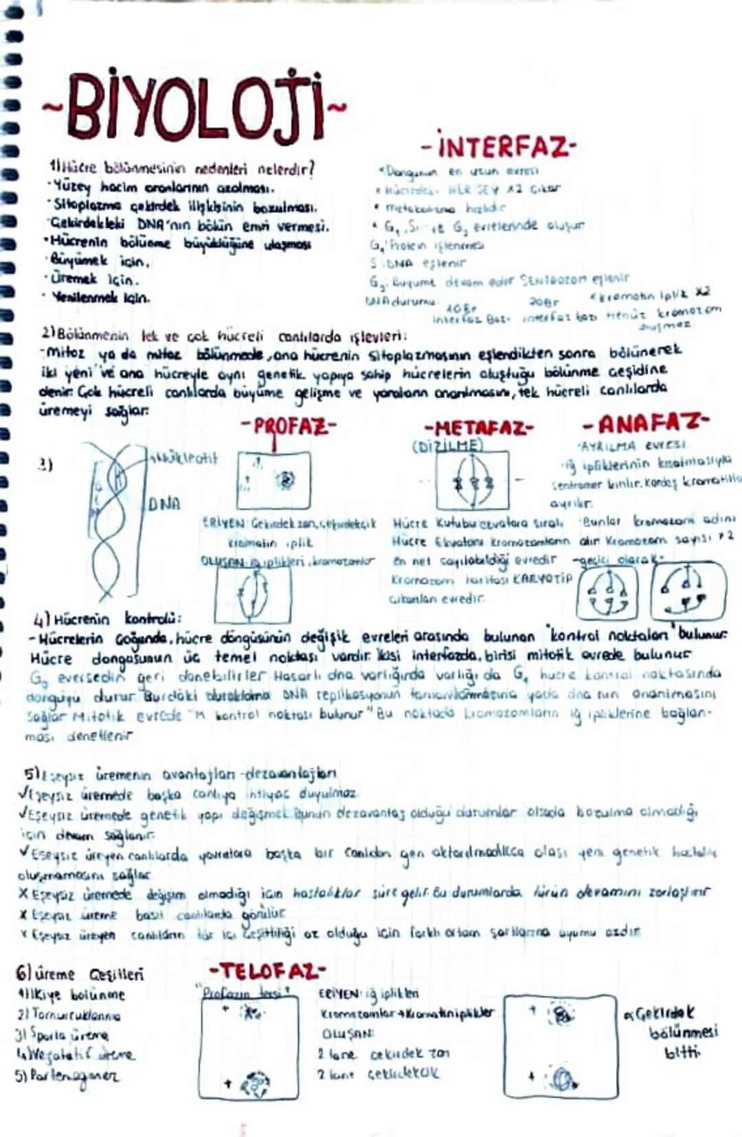 ~BİYOLOJİ~
Hücre bölünmesinin nedenleri nelerdir?
Yüzey hacim oranlarının azalması.
Sitoplazma çekirdek ilişkisinin bozulması.
Gekirdek leki